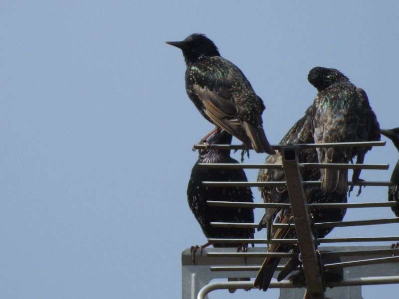 Bird Feeder Mounting Service