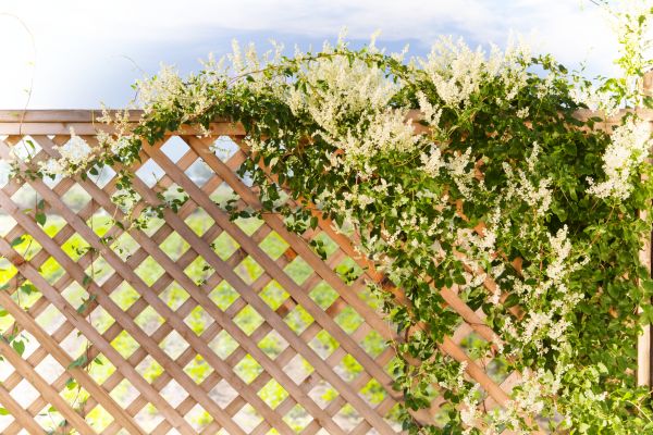 Cost of Lattice Repair in Breckenridge